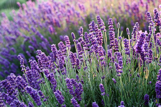 lavender herb garden